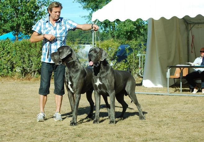 Great Dane Size Chart