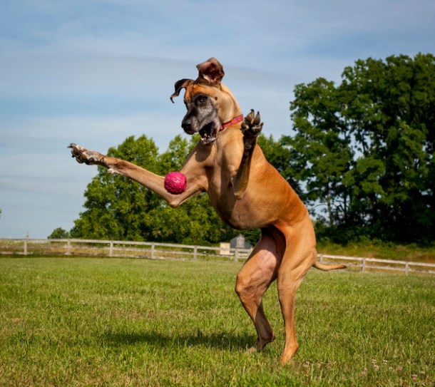 Great Dane Exercise