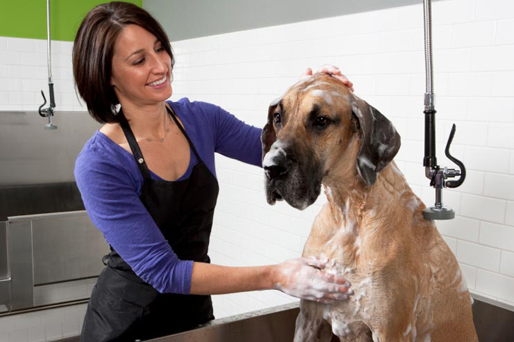 Great Dane Grooming