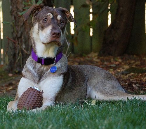 Great Dane Mixes