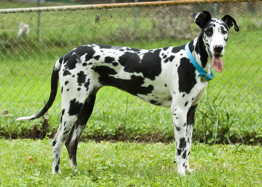 Great Dane Origin