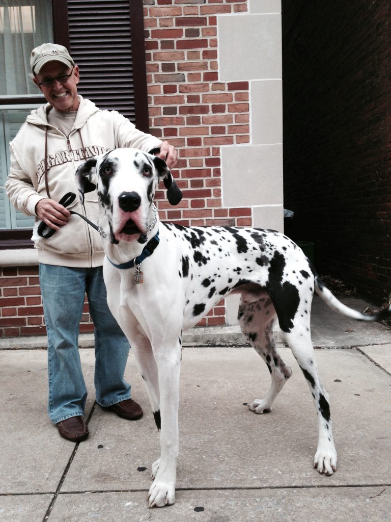 Great Dane Size