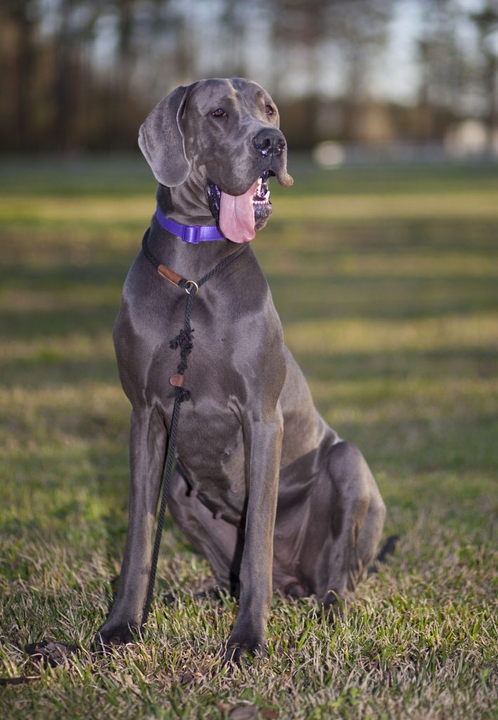 Great Dane x Labrador