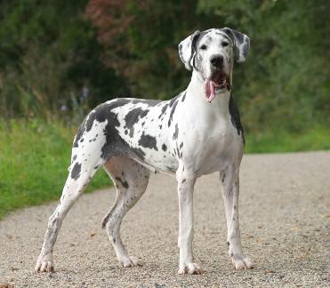 Lifespan of a Great Dane