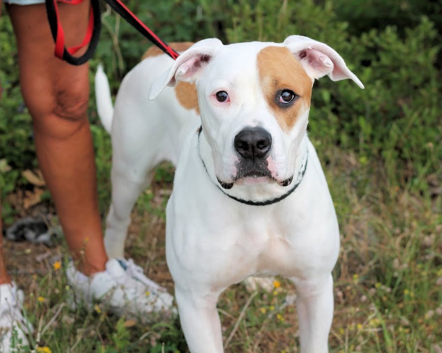 American Bull Dane Great Dane and American Bulldog Mix 