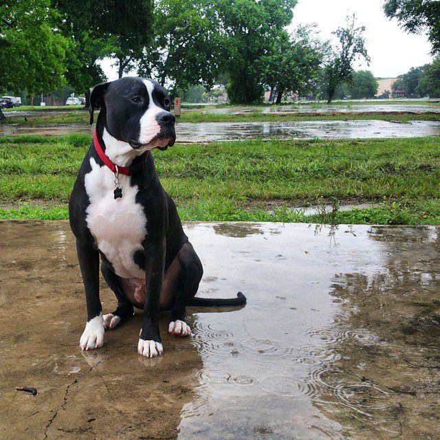 Great Danebull Great Dane And American Pitbull Terrier Mix