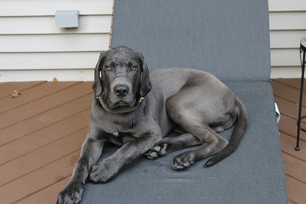 Daniff Great Dane And Mastiff Mix Great Dane