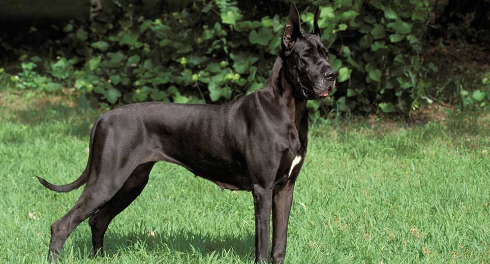 Doberdane Great Dane and Doberman Mix