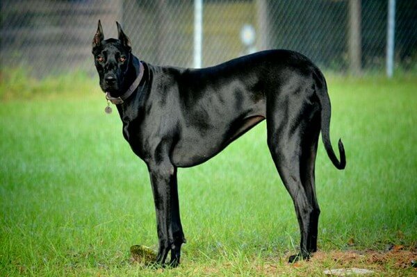 Doberdane (Great Dane Doberman Mix) | Great Dane