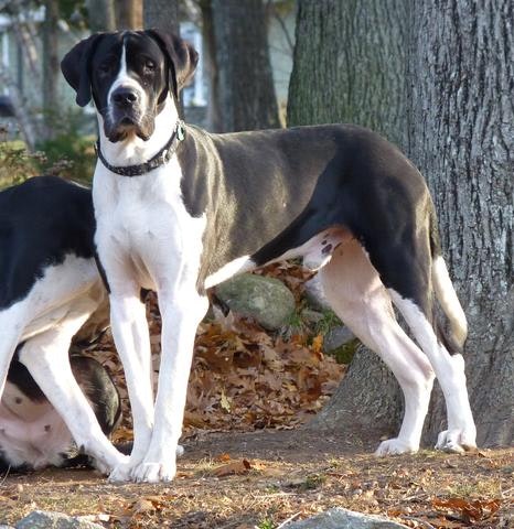 Saint Dane Great Dane and Saint Bernard Mix 